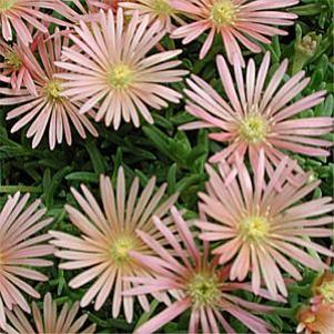 Delosperma  'Kelaidis'