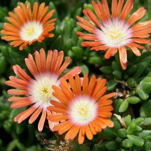 Delosperma dyeri 'Red Mountain'