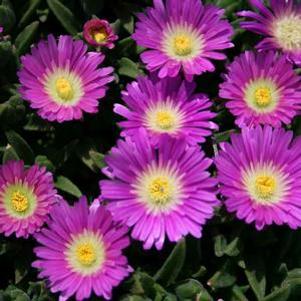 Delosperma floribundum 'Starburst'