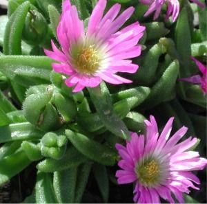 Delosperma sutherlandii
