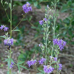 Delphinium exaltatum