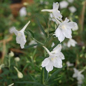 Delphinium grandiflorum 'Butterfly White'