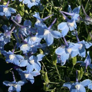 Delphinium grandiflorum 'Summer Blues'