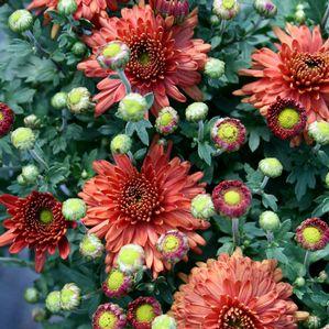 Dendranthemum  'Rosy Igloo'