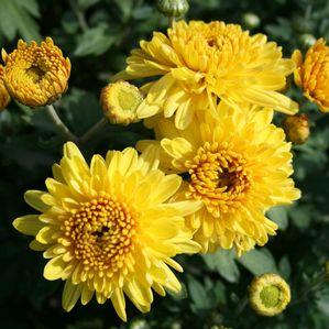 Dendranthemum  'Sunny Igloo'