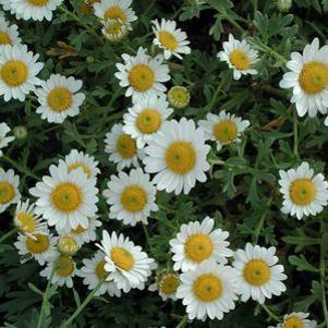 Dendranthemum  'White Bomb'