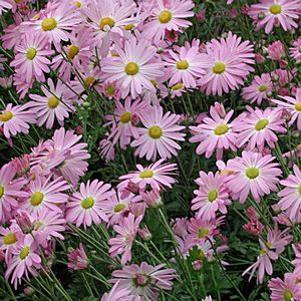 Dendranthemum x 'Cambodian Queen'