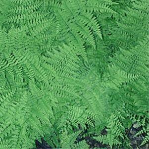 Dennstaedtia punctilobula