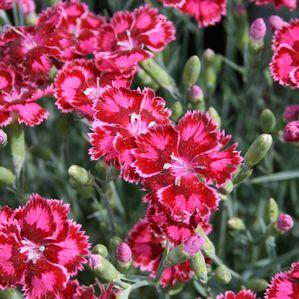 Dianthus  'Cranberry Ice'
