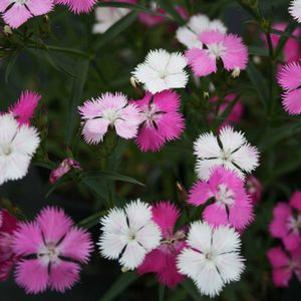 Dianthus  'First Love'