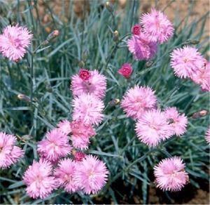 Dianthus  'Mountain Mist'