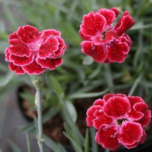 Dianthus  'Rosish One'
