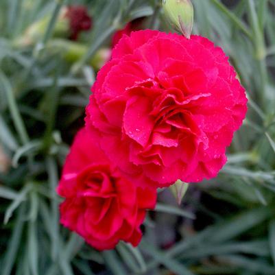 Dianthus  'Ruby's Tuesday'