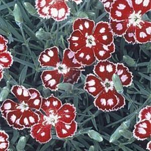 Dianthus  'Spangled Star'