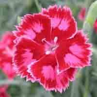Dianthus  'Strawberry Sorbet'