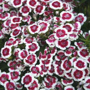 Dianthus barbatus 'Purple Picotee'