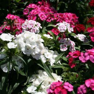 Dianthus barbatus 'Nanus'