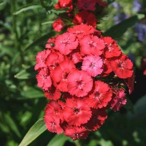 Dianthus barbatus 'Coral'