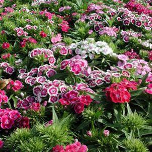Dianthus barbatus 'Indian Carpet Mix'