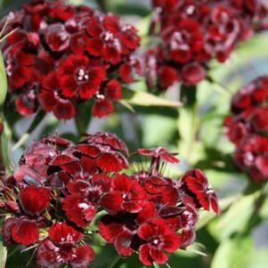 Dianthus barbatus 'Nigricans'