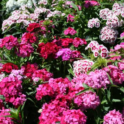Dianthus barbatus 'Pinocchio'