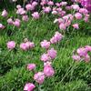 Dianthus gratianopolitanus 'Tiny Rubies'