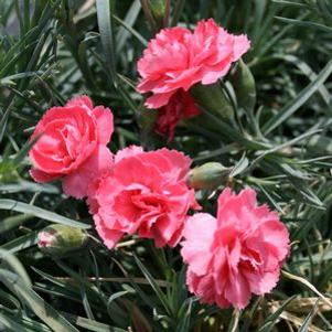 Dianthus x 'Miss Pinky'