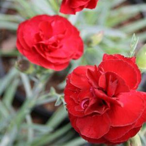 Dianthus x 'Passion'