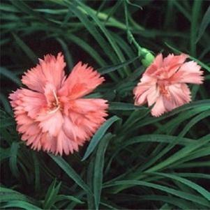 Dianthus x allwoodii 'Old Spice'
