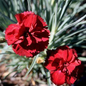 Dianthus x allwoodii 'War Bonnet'