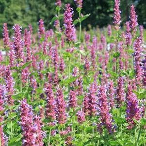 Agastache  'Globetrotter'