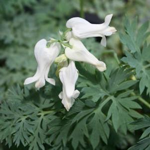 Dicentra  'Ivory Hearts'
