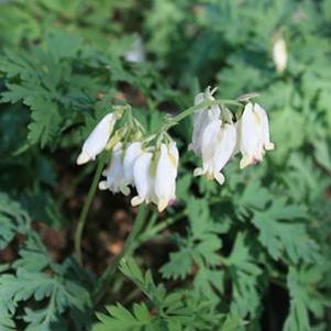 Dicentra eximia 'Aurora'