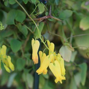 Dicentra scandens 'Golden Tears'