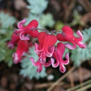 Dicentra x 'Burning Hearts'