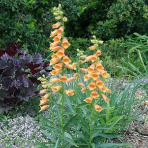 Digitalis obscura