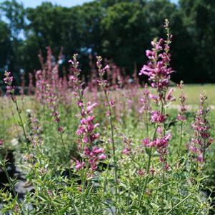Agastache  'Pink Panther'