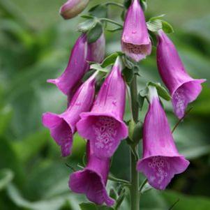 Digitalis purpurea 'Monster Purple'