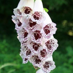 Digitalis purpurea 'Pam's Choice'