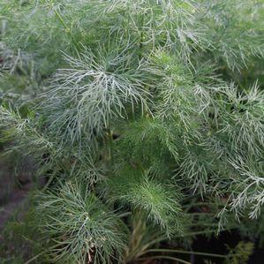 Anethum graveolens 'Bouquet'