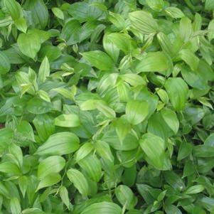 Disporum cantoniense 'Green Giant'