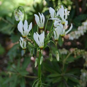 Dodecatheon meadia