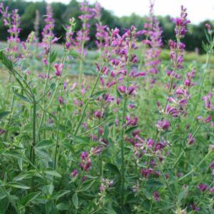 Agastache cana 'Purple Pygmy'