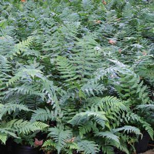 Dryopteris celsa