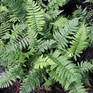 Dryopteris cycadina