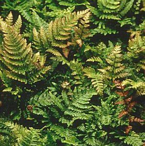 Dryopteris erythrosora