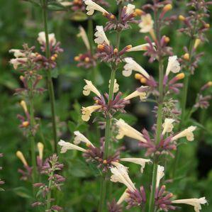 Agastache  'Summer Glow'