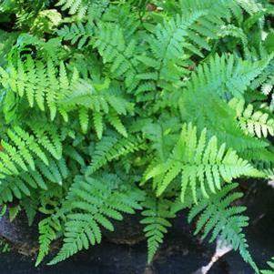 Dryopteris pseudo-filix-mas