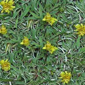 Dymondia margaretae