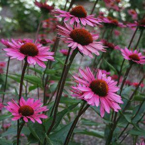 Echinacea  'After Midnight'